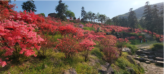 映山紅滿(mǎn)山
