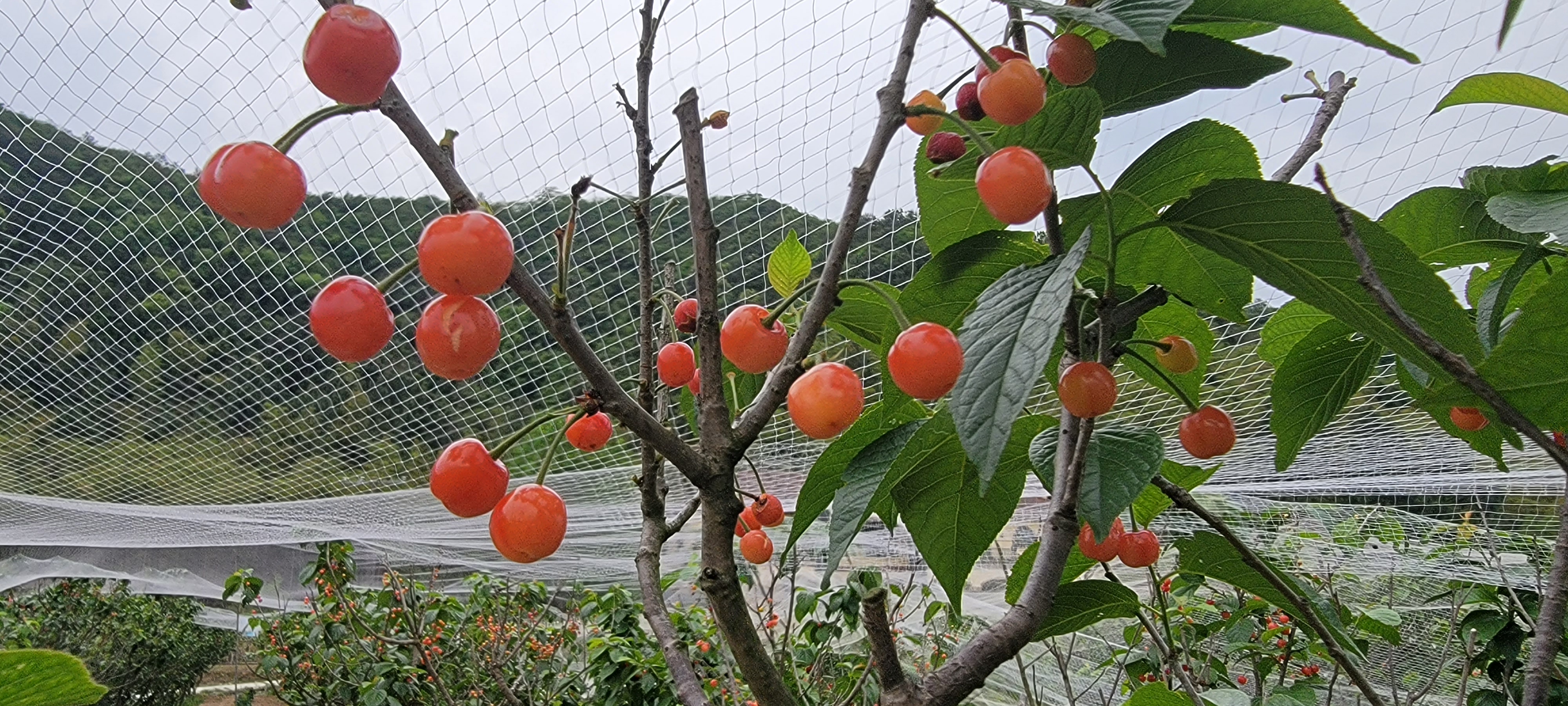 江南時(shí)令第一果——櫻桃..